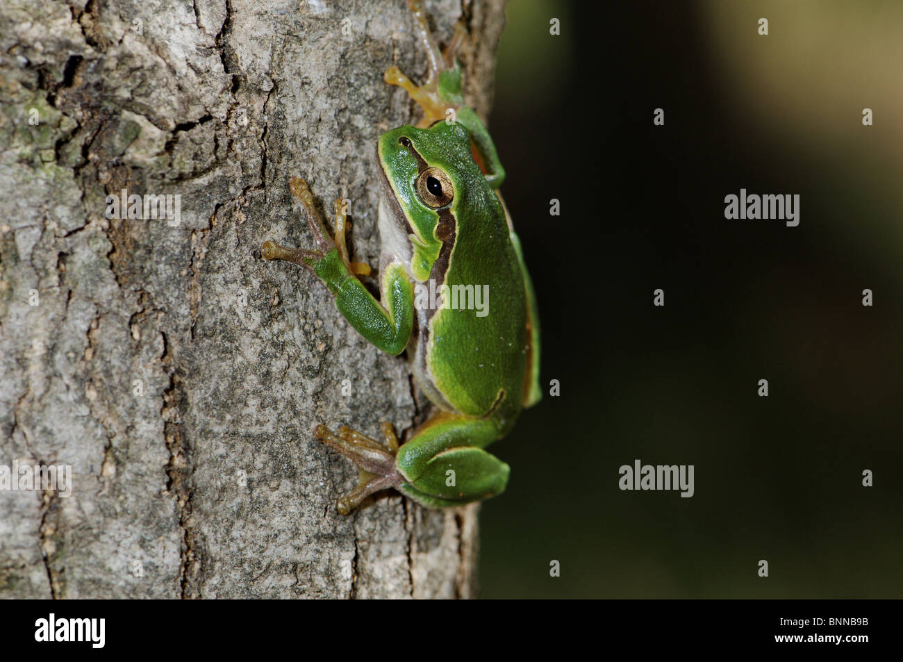 Frog frogs tree frog tree frogs Hyla arborea amphibian general view protected endangered Greece