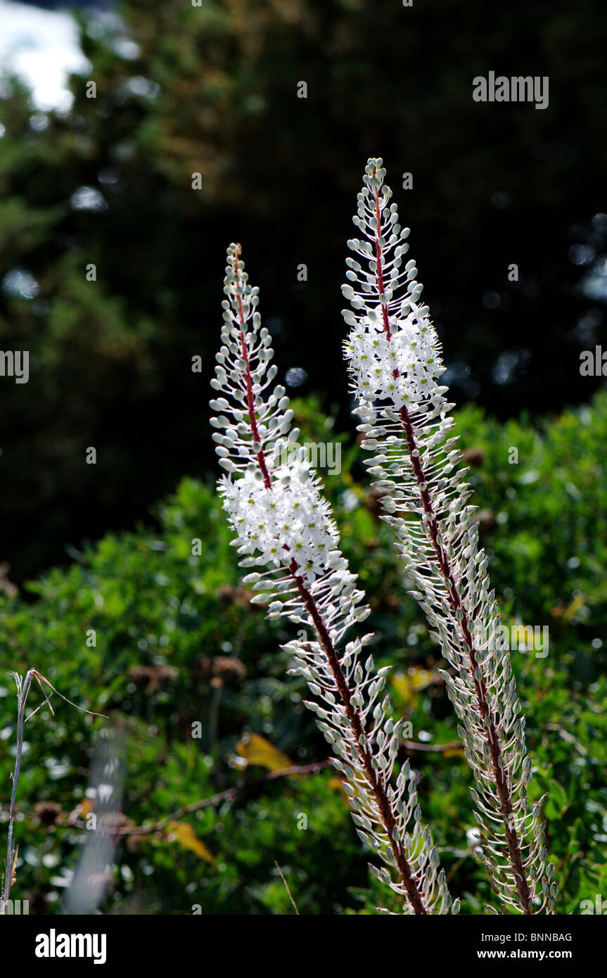 daffodil Asphodelus albus blossom flower flowers bulbous plant