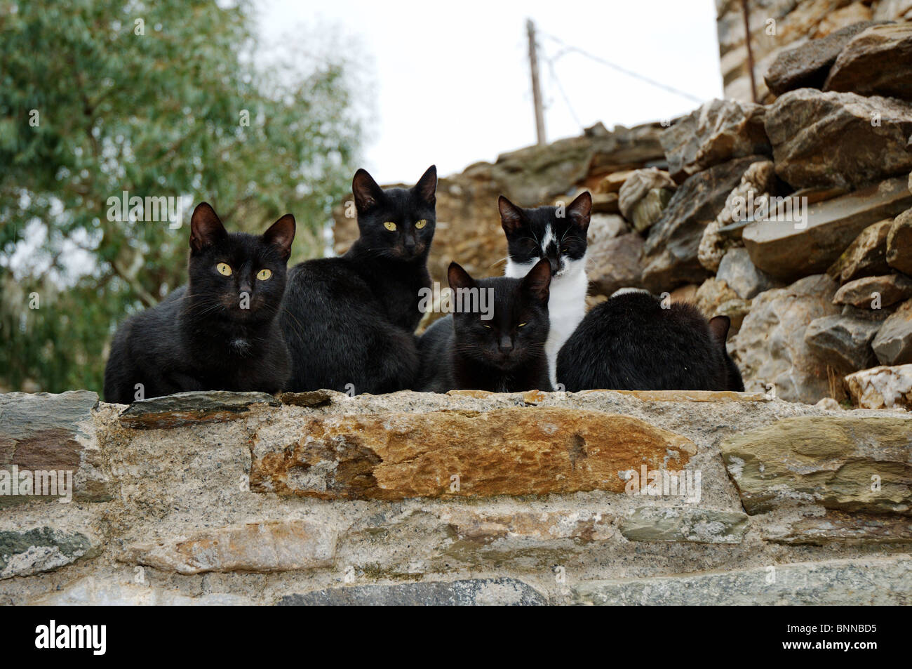 Katze Katzen Säugetier Säugetiere Haustier Haustiere Katzenfamilie griechische Katzen Gesamtansicht Griechenland griechisch Stock Photo