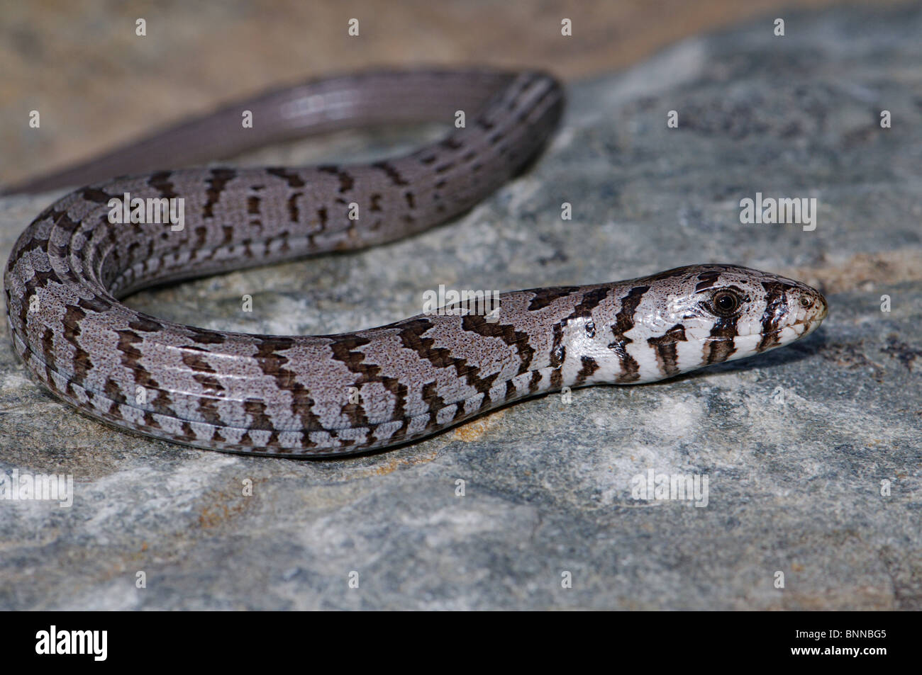 European glass lizard slow worm Pseudopus apodus thracius lizard