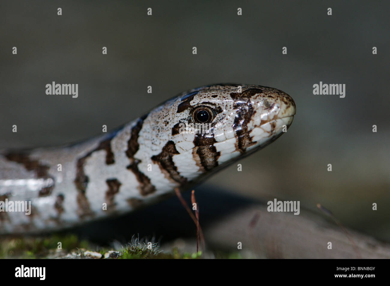 European glass lizard slow worm Pseudopus apodus thracius lizard