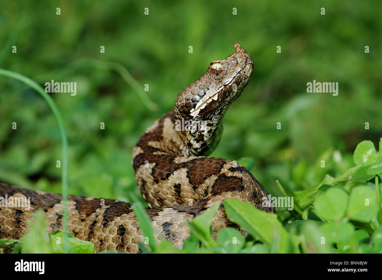Venomous snakes of greece hires stock photography and images Alamy