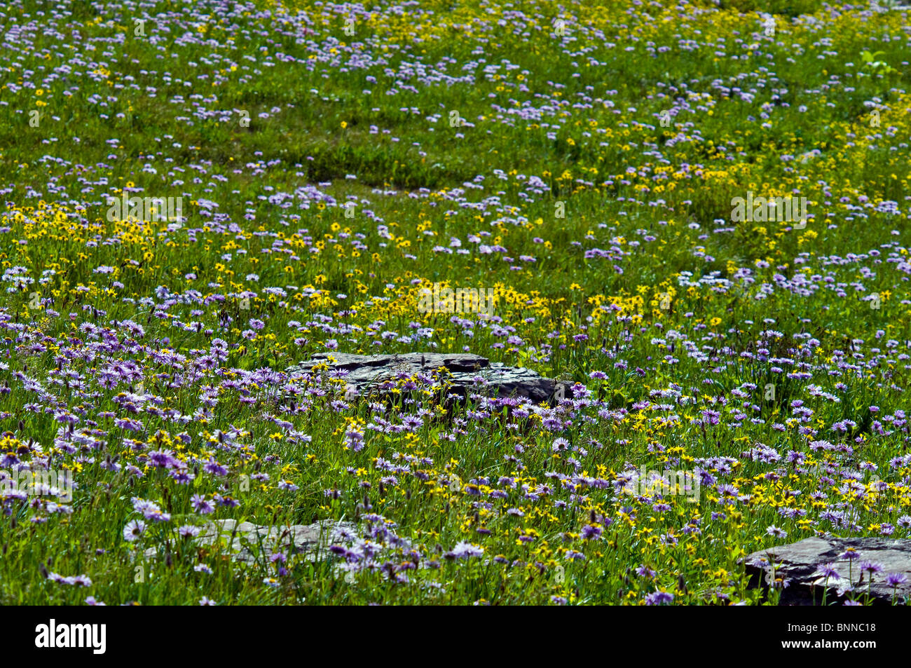 mountain wildflowers glacier national park USA Montana meadow flowers ...
