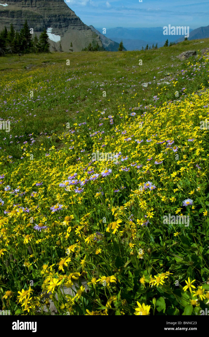 mountain wildflowers glacier national park USA Montana meadow flowers ...
