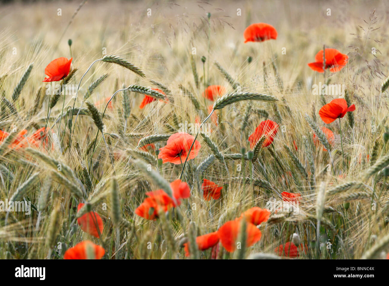 Red poppies growing in the cereal crop Stock Photo
