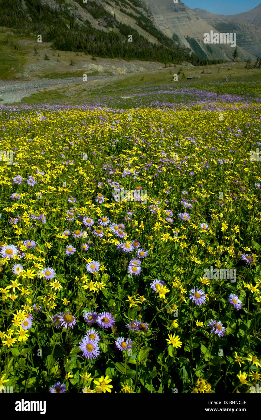 swiftcurrent pass mountain wildflowers glacier national park USA ...