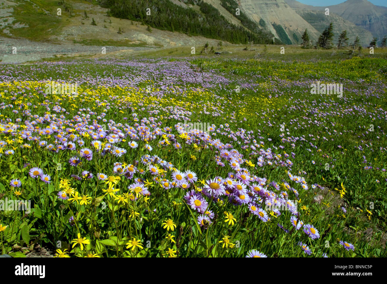 swiftcurrent pass mountain wildflowers glacier national park USA ...