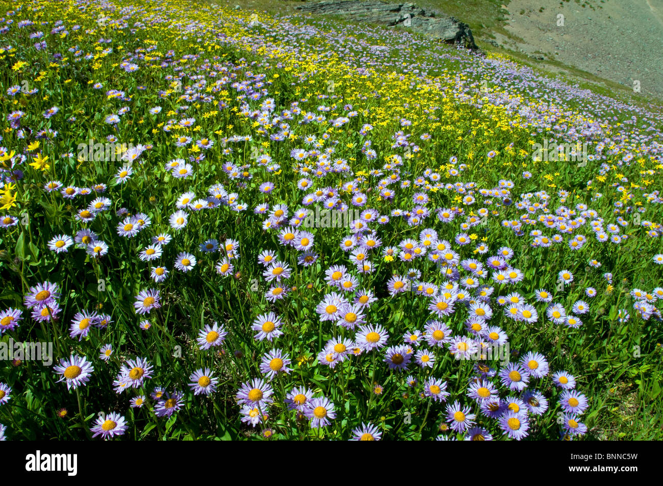 swiftcurrent pass mountain wildflowers glacier national park USA ...