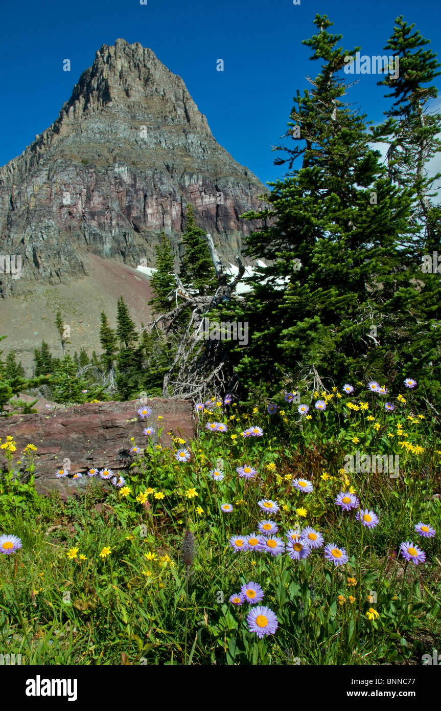 mountain wildflowers glacier national park USA Montana meadow flowers ...