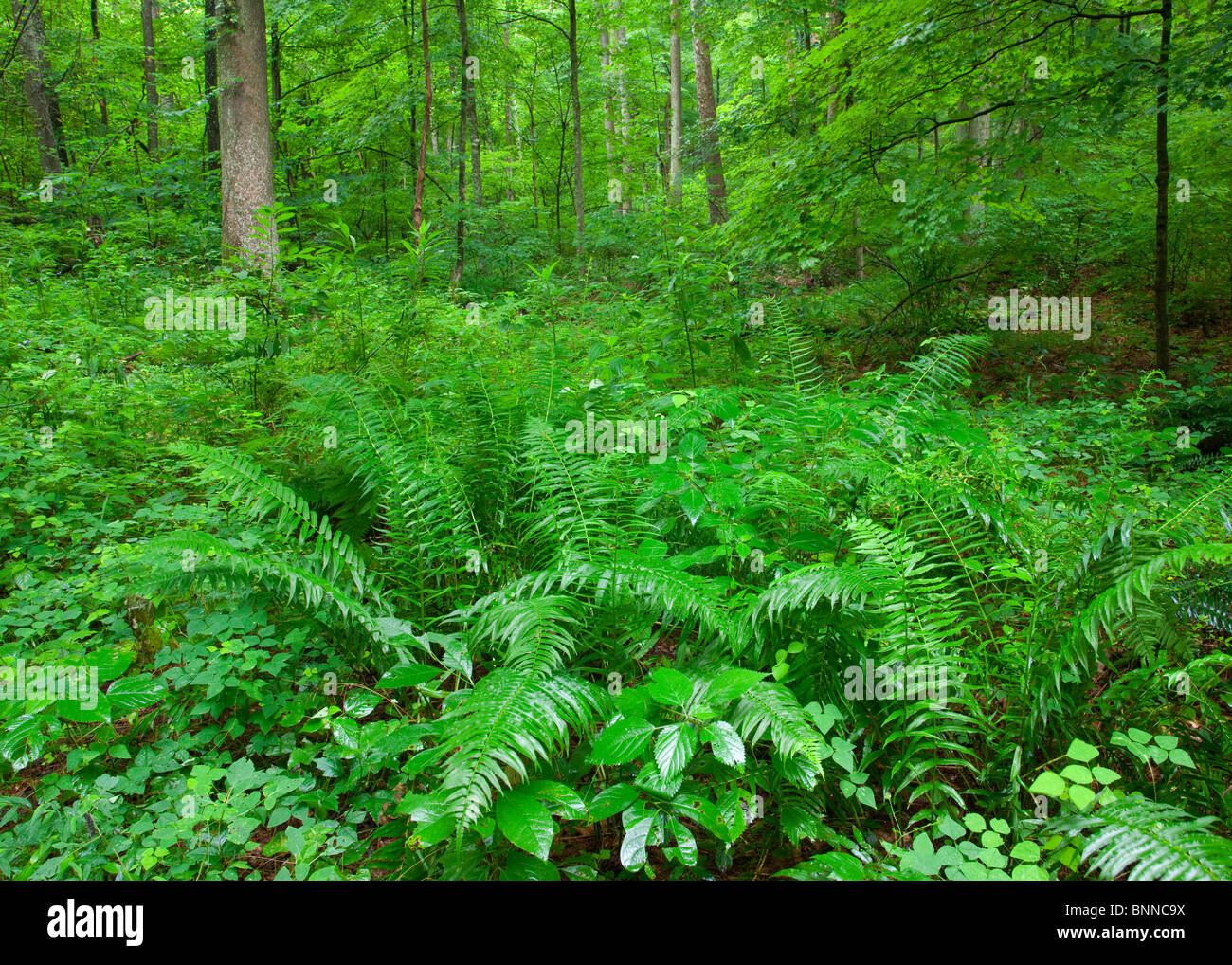 ferns and forest along the Spurgeon Hollow Loop of the Knobstone Trail