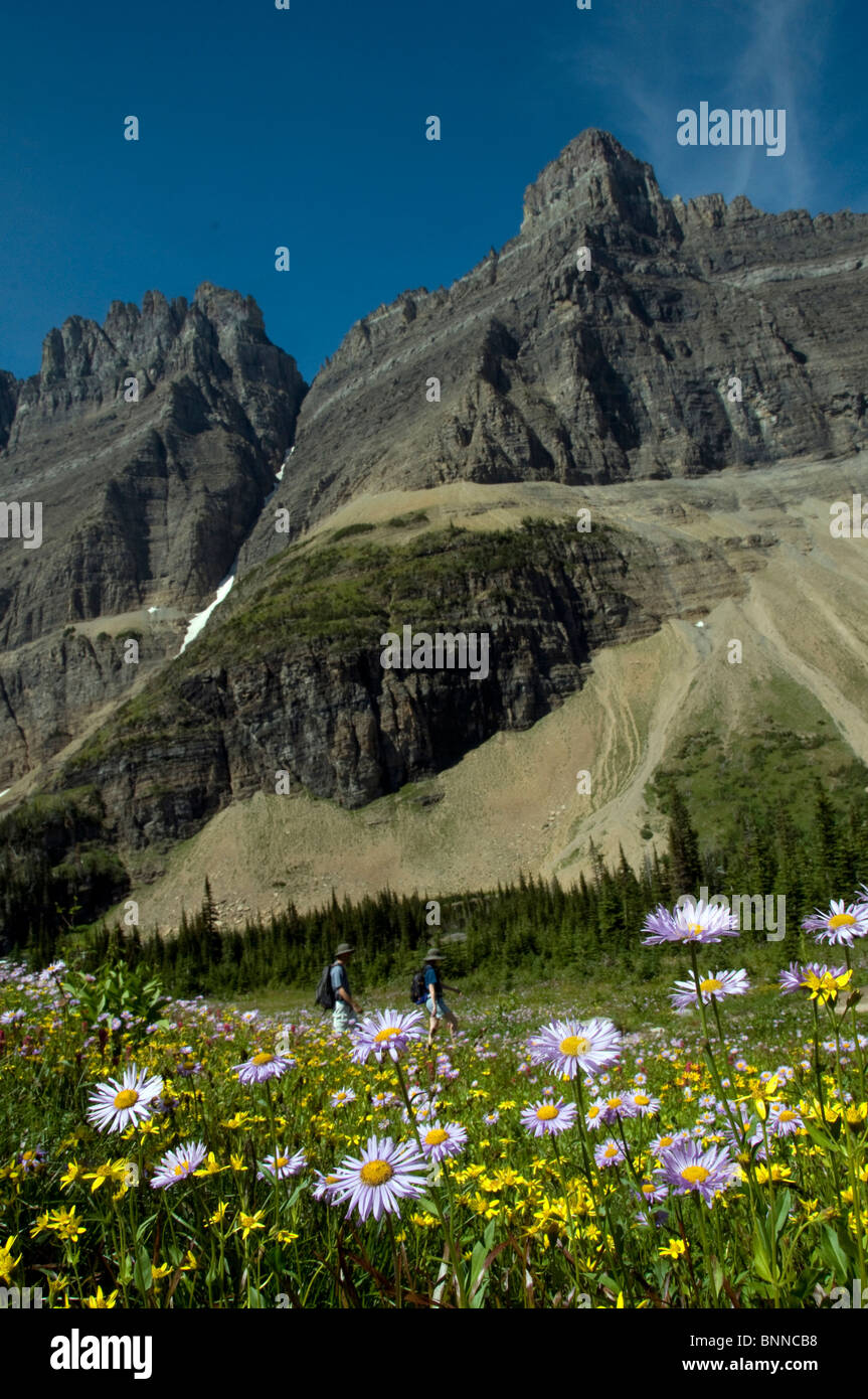 mountain wildflowers glacier national park USA Montana mountain flowers ...