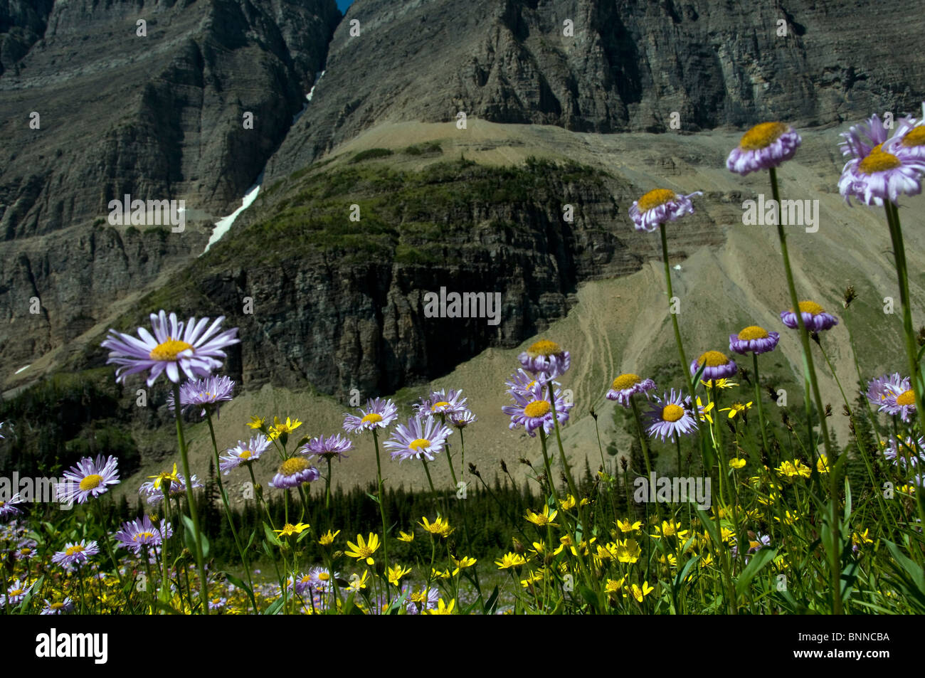 mountain wildflowers glacier national park USA Montana mountain flowers ...