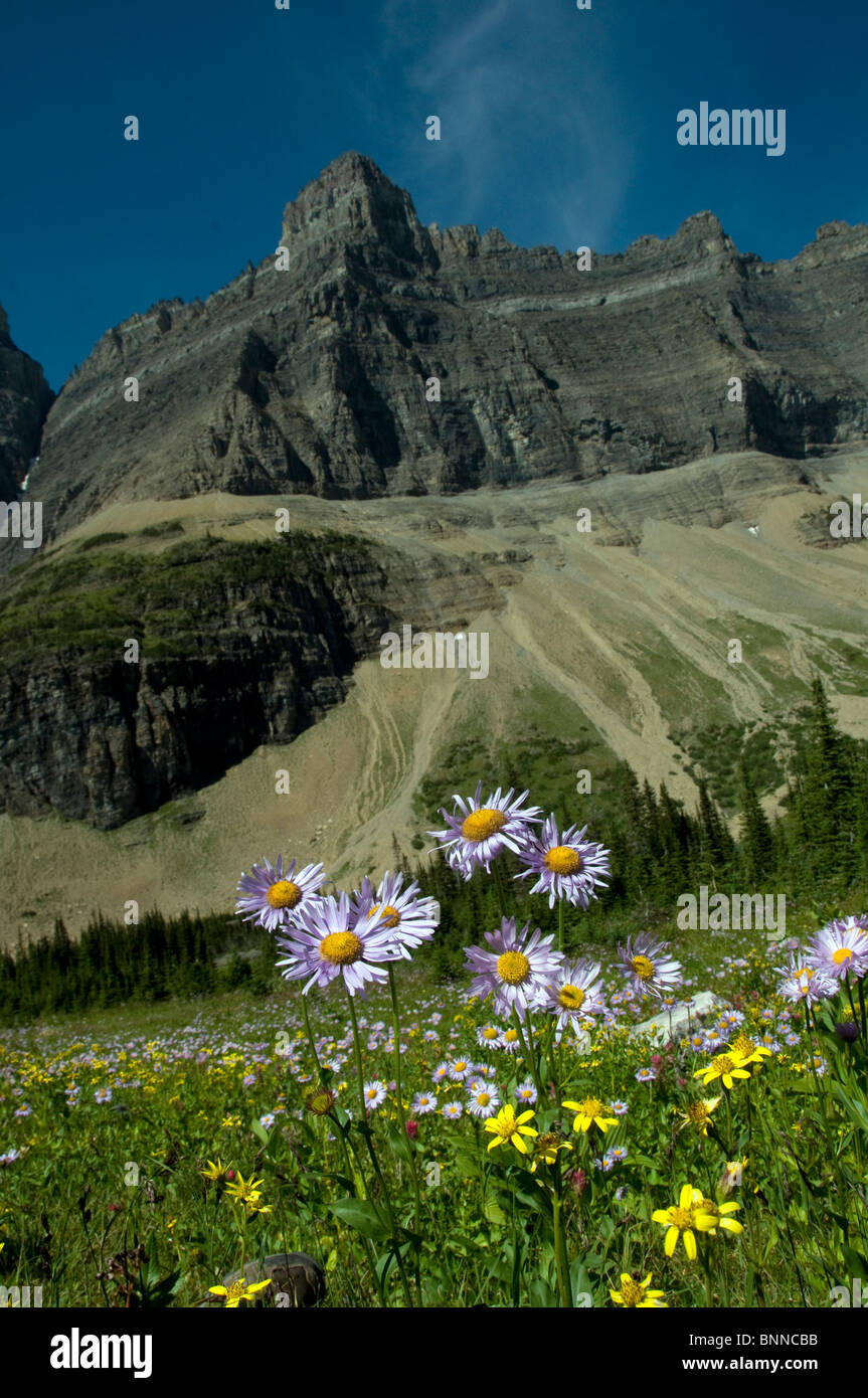 mountain wildflowers glacier national park USA Montana mountain flowers ...