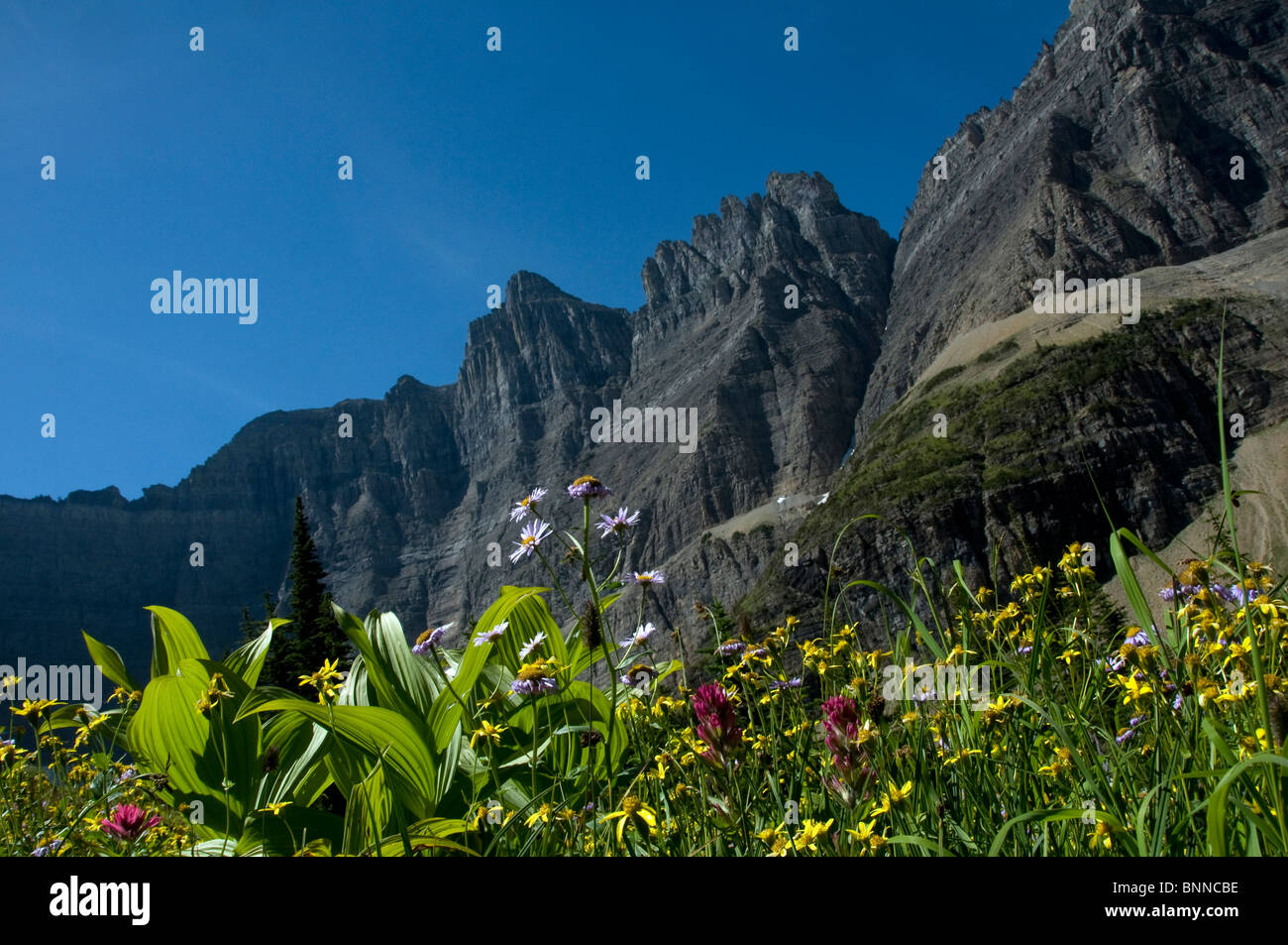 mountain wildflowers glacier national park USA Montana mountain flowers ...