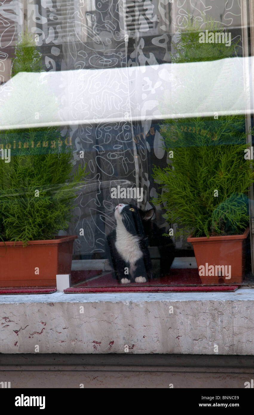 Curious cat in Parisian window Stock Photo