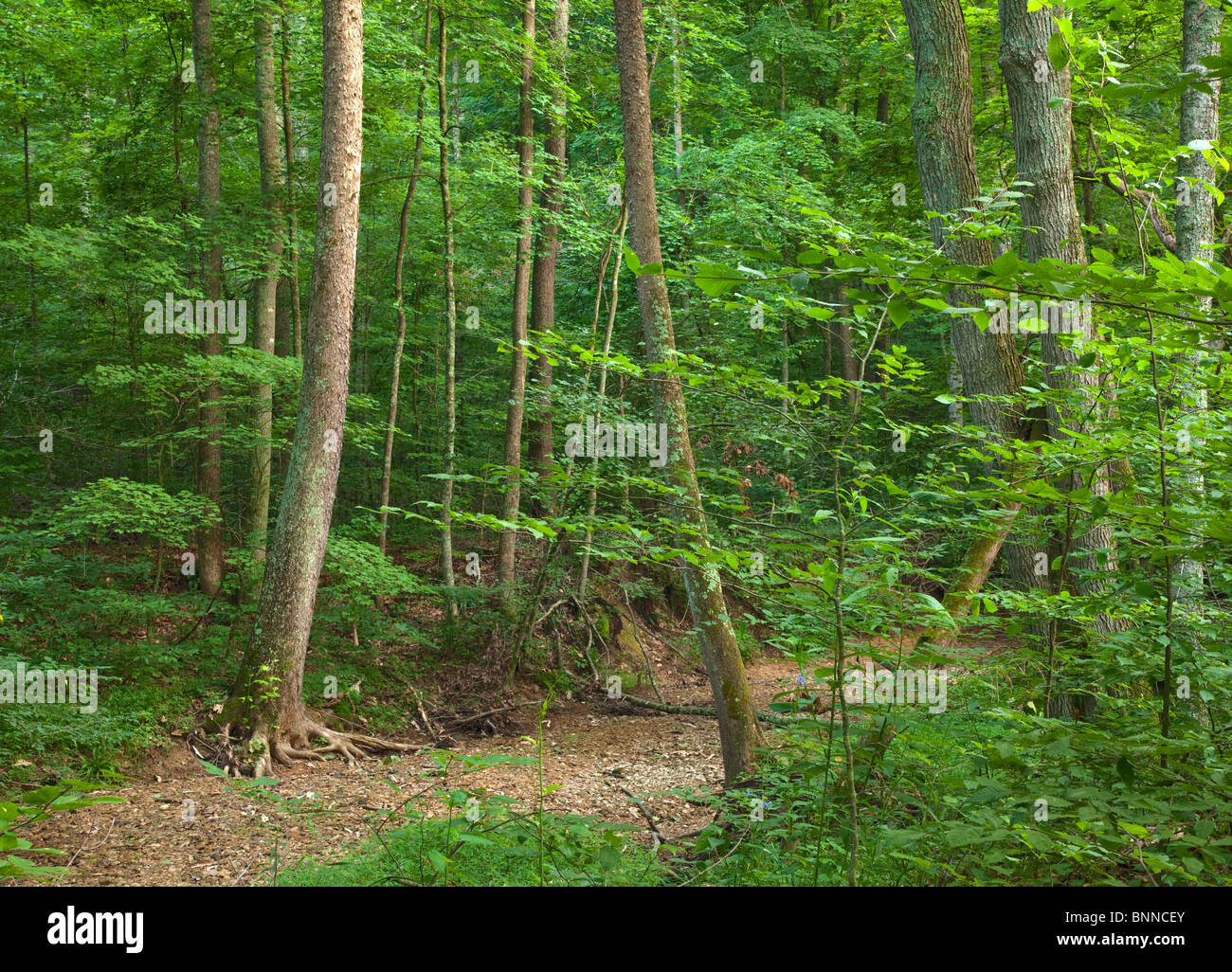 creek along the Spurgeon Hollow Loop, Knobstone Trail, Jackson