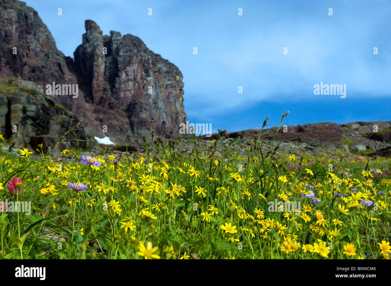 mountain wildflowers glacier national park USA Montana meadow flowers ...