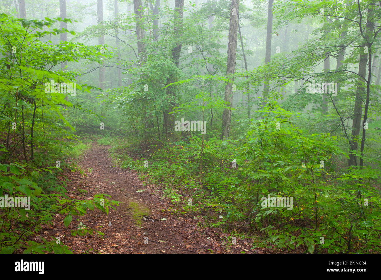 Knobstone Trail, Spurgeon Hollow Loop, JacksonWashington State Forest