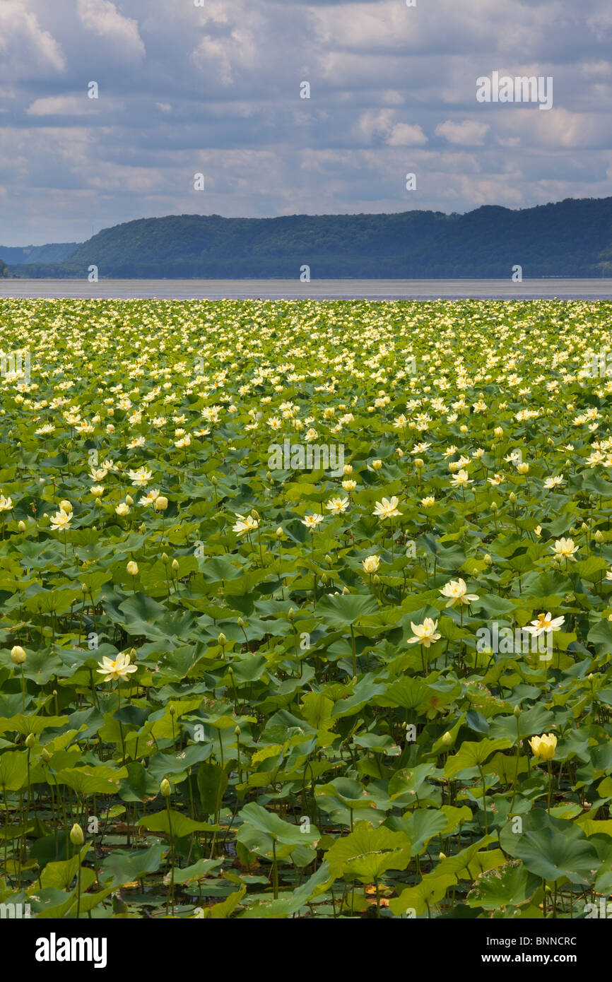 water lilies in the Mississippi River, Upper Mississippi River National Fish & Wildlife Refuge, Wisconsin Stock Photo