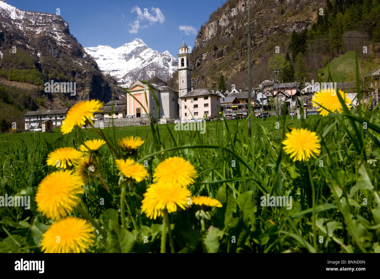 Sonogno Switzerland swiss scenery spring flower meadow dandelion Val