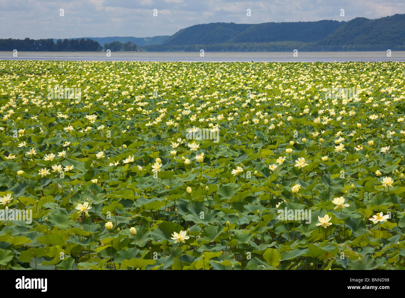 water lilies in the Mississippi River, Upper Mississippi River National Fish & Wildlife Refuge, Wisconsin Stock Photo