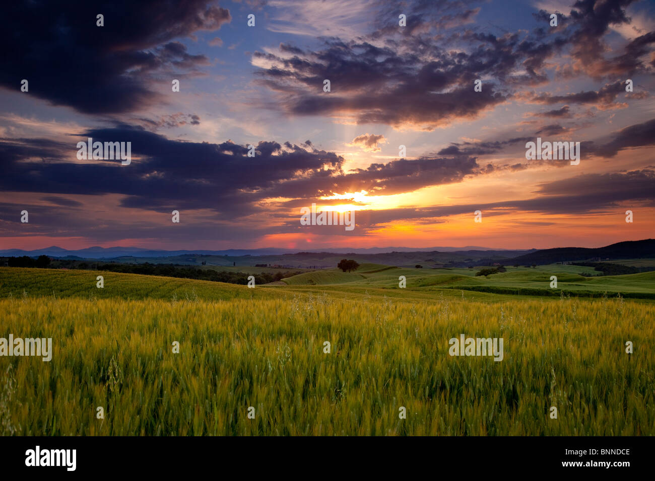 Sunset over wheat field near Pienza, Tuscany Italy Stock Photo
