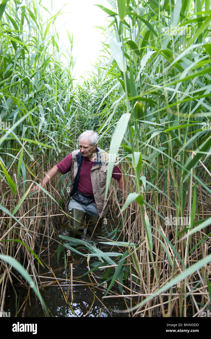 Bird ringer and voluntary warden with Natural England, Martin Calvert amongst the reeds on Rostherne Mere, Cheshire, England Stock Photo