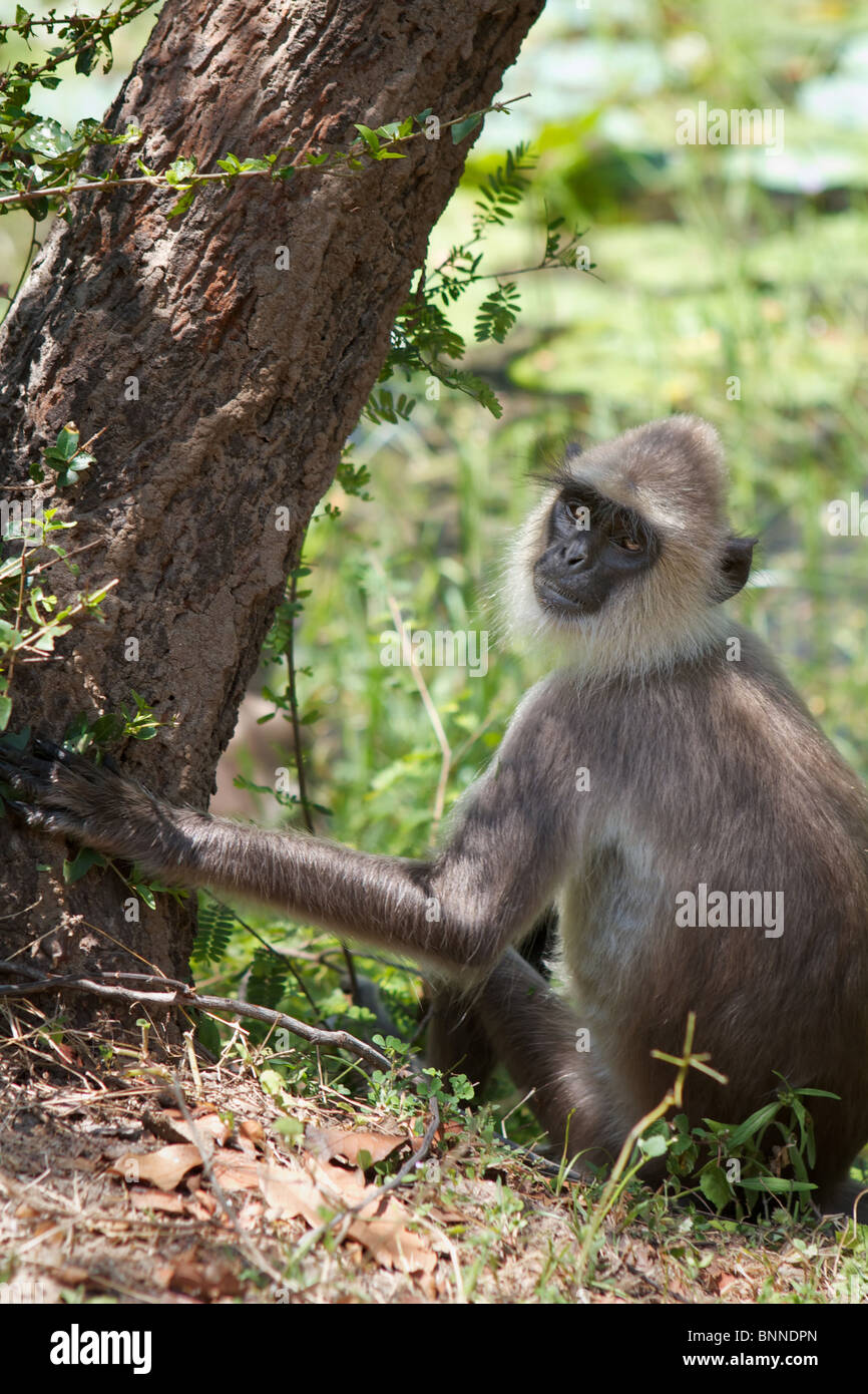 grey langur monkey, sri lanka Stock Photo