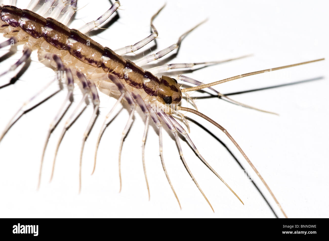 Macro photography of an insect Stock Photo