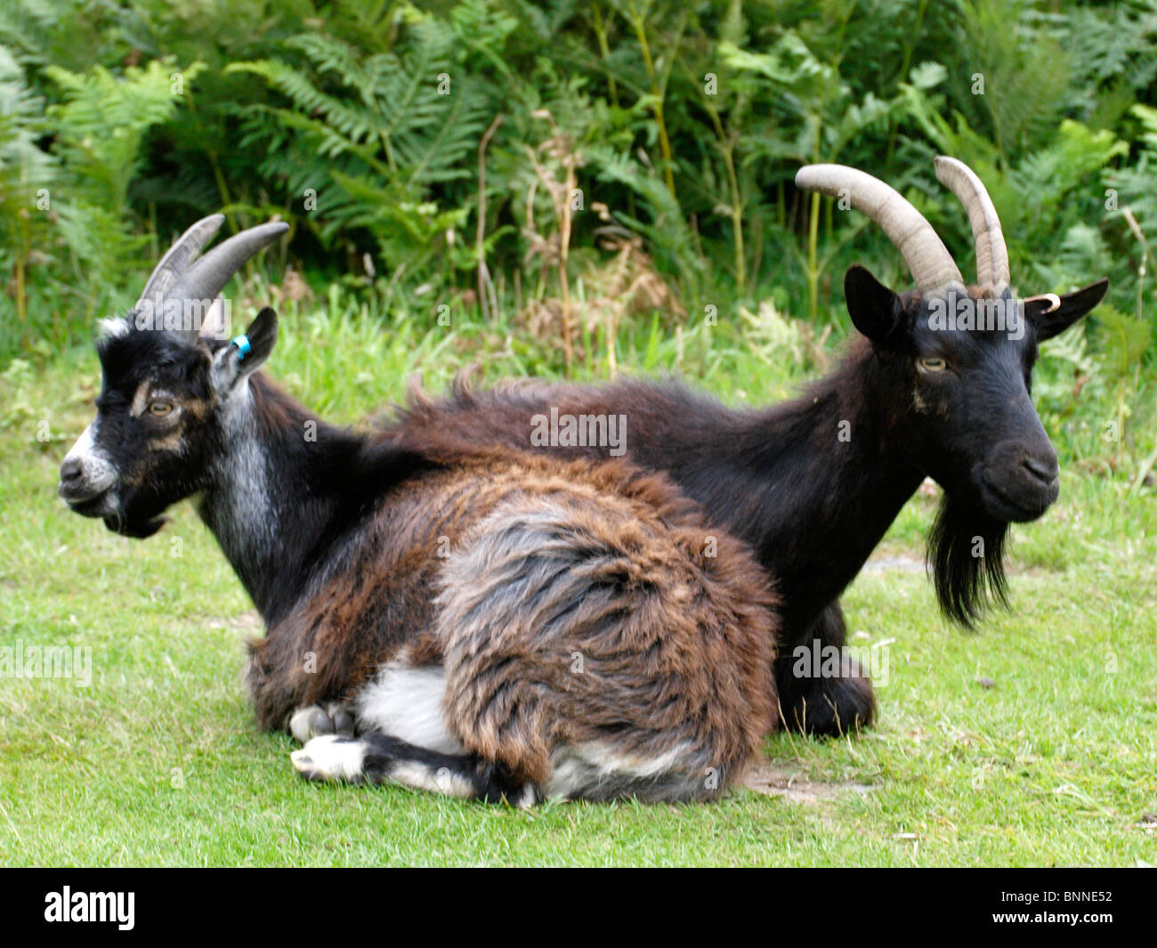 Two goats, Valley of rocks, Exmoor, Devon, UK Stock Photo