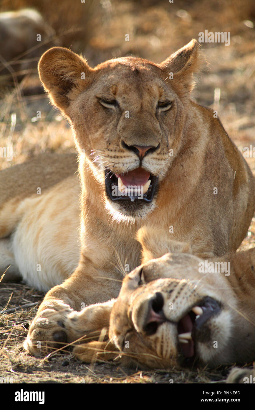 A couple of lionesses (Panthera Leo) sleeping in the savanna, Selous Game Reserve, Tanzania Stock Photo