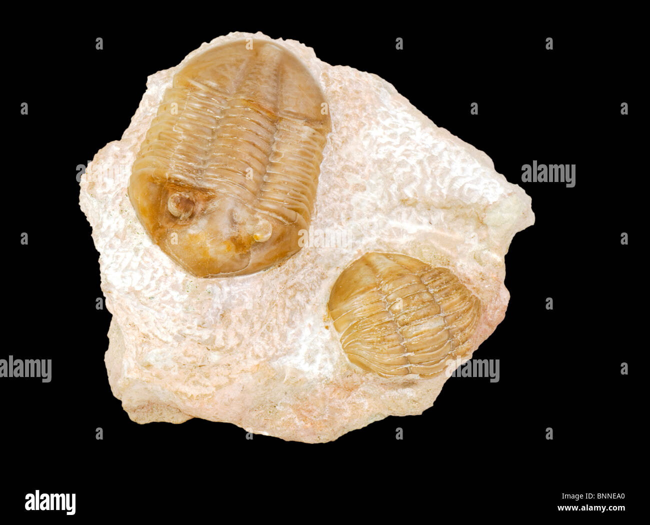 Asaphus trilobite fossil over black. Stock Photo