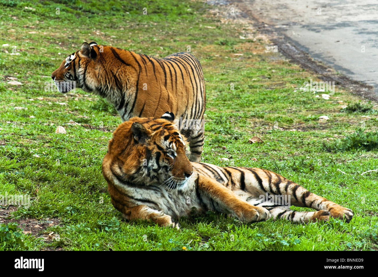 two tigers lay Stock Photo