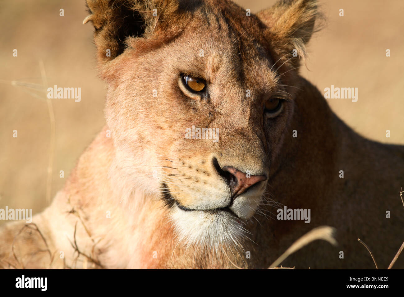 Close up of lioness (Panthera Leo), Serengeti, Tanzania Stock Photo