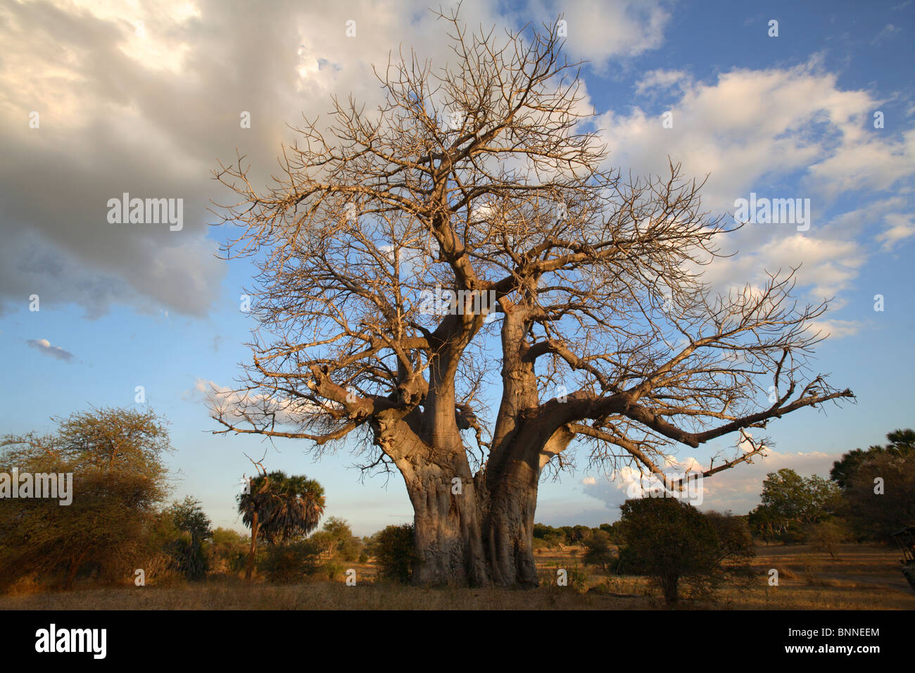 Giant Baobab tree (Adansonia digitata), Selous Game Reserve, Tanzania Stock Photo