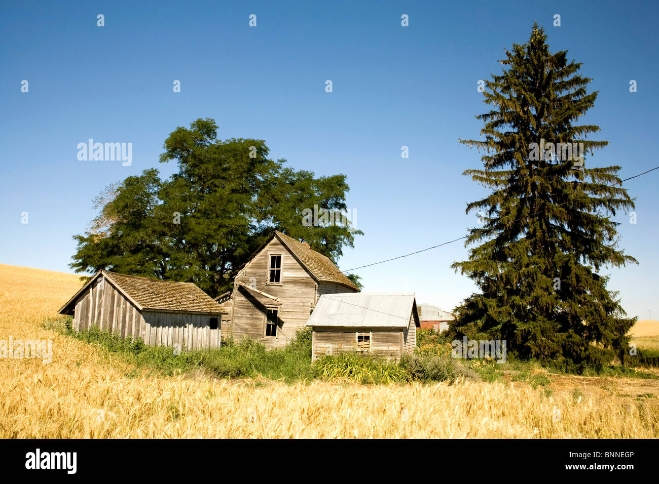 Abandoned House in the mist of a wheat field Stock Photo
