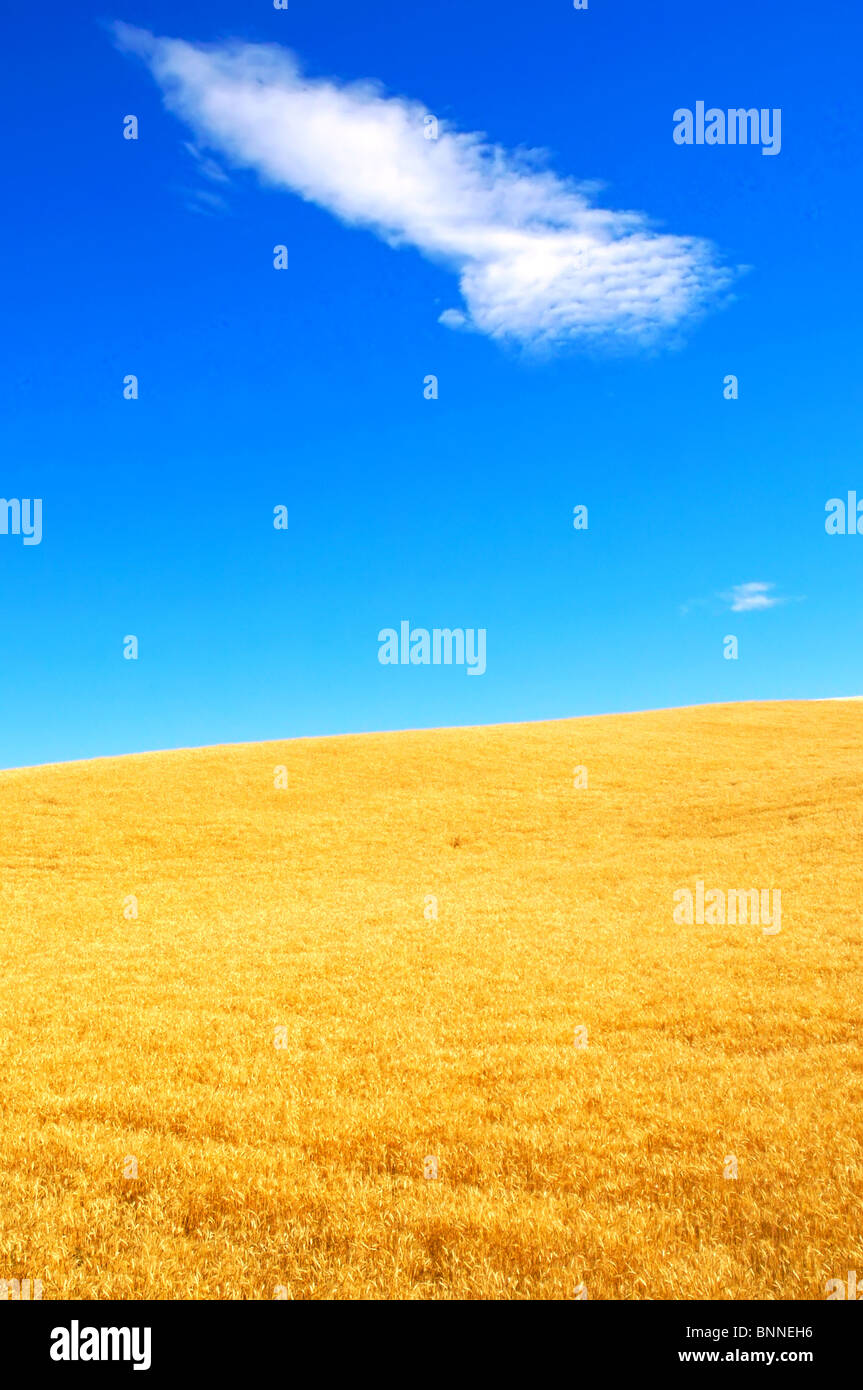 Wheat field and sky background Stock Photo