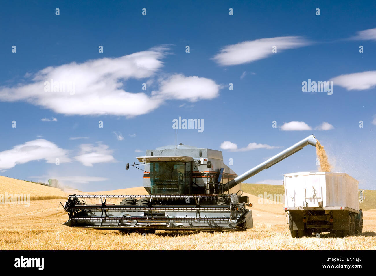 Combine Emptying Wheat into a Grain Truck Stock Photo