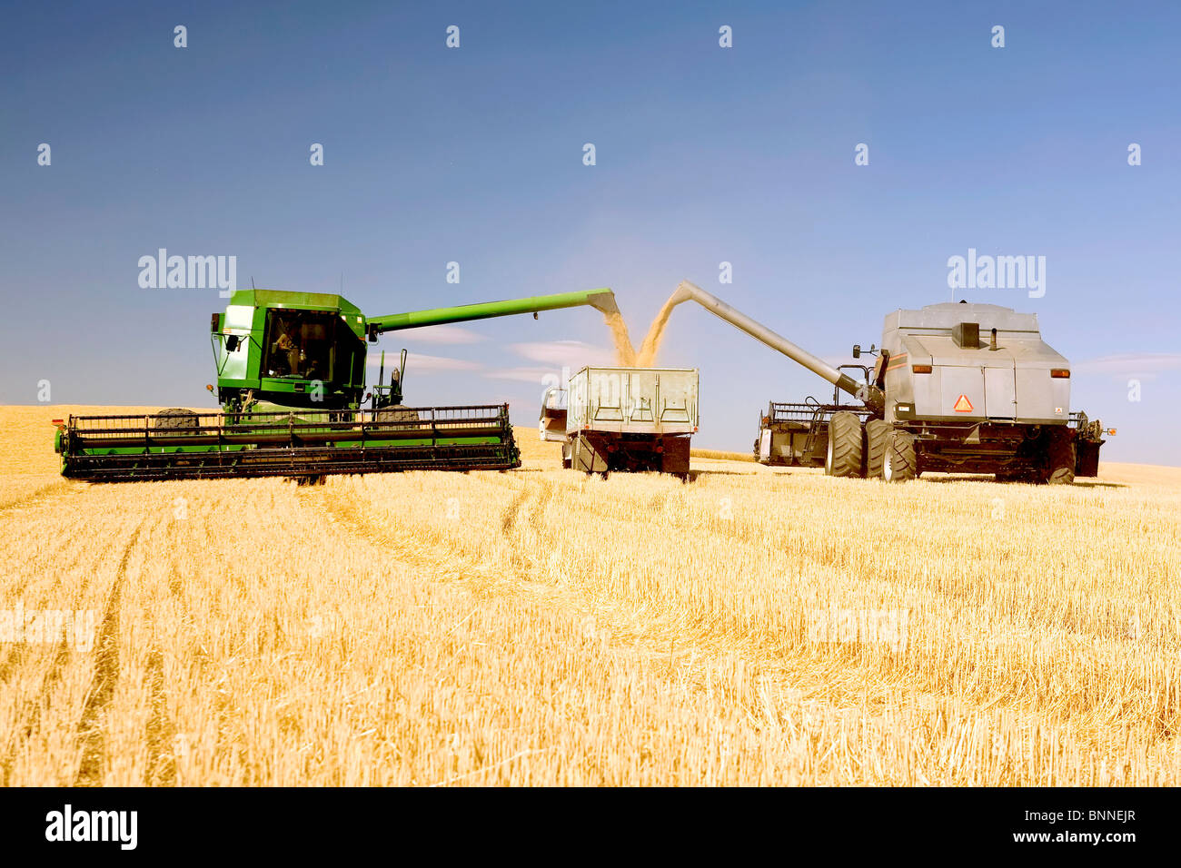 Two Combines Emptying Grain into A Truck Stock Photo