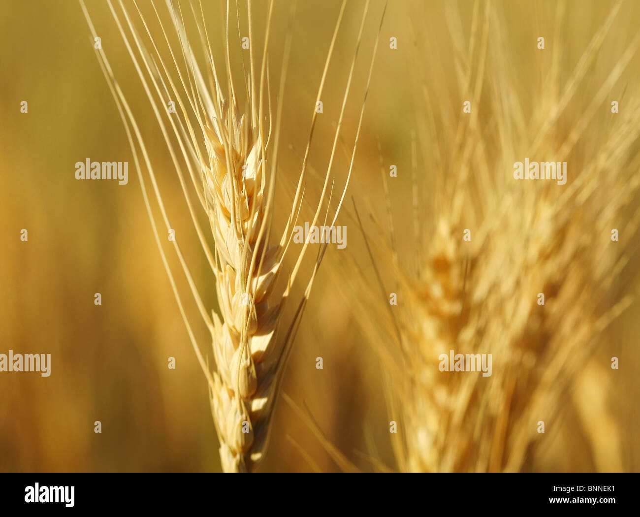 Single stalk of wheat in morning light Stock Photo