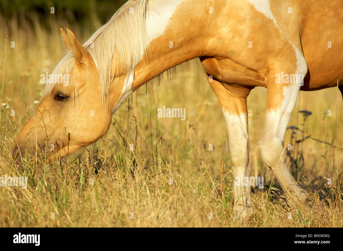 Pretty Palomino Paint Horse in Evening Light Stock Photo Alamy