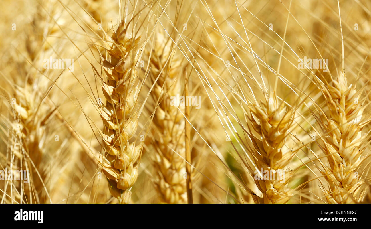 Wheat that is ready to harvest Stock Photo