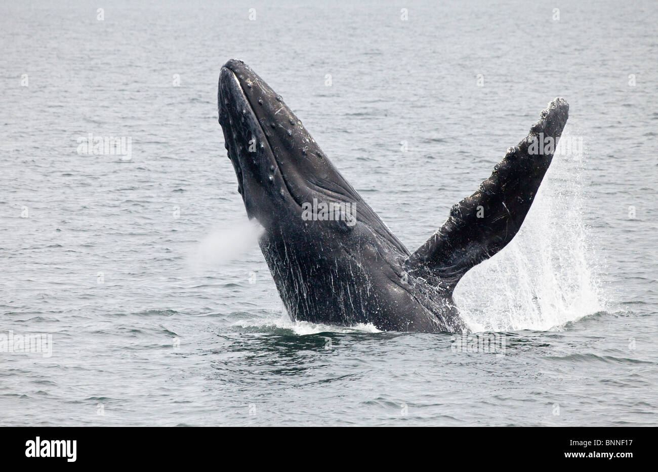 USA; Alaska; Icy Straight; Humpback whale; breaching Stock Photo