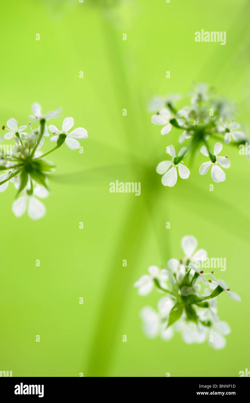 Closeup of cow parsley flowers Stock Photo Alamy