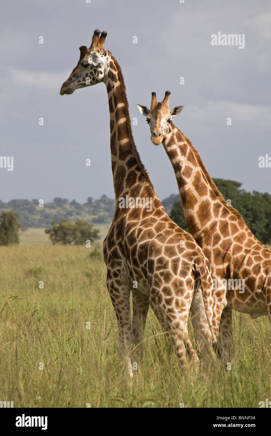 Ugandan giraffes hi-res stock photography and images - Alamy