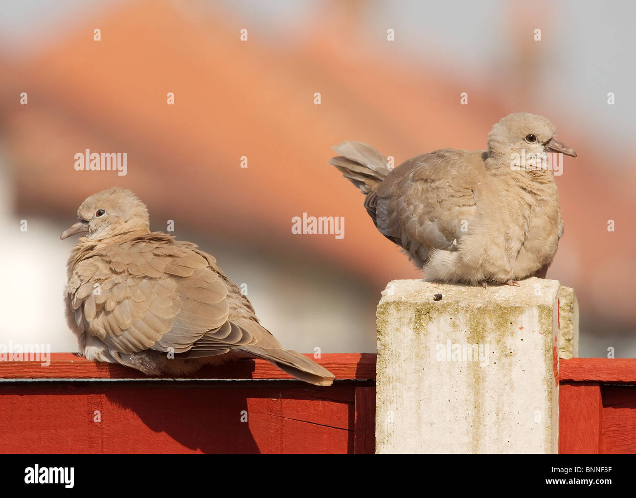 juvenile Collared Doves Streptopelia decaocto Stock Photo Alamy