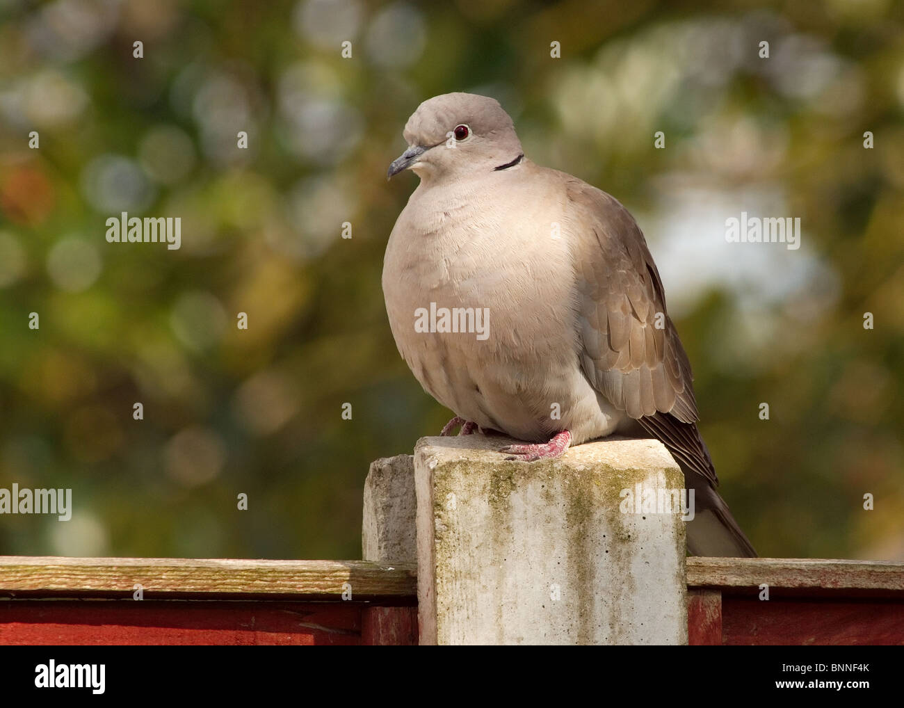 juvenile Collared Dove Streptopelia decaocto Stock Photo Alamy