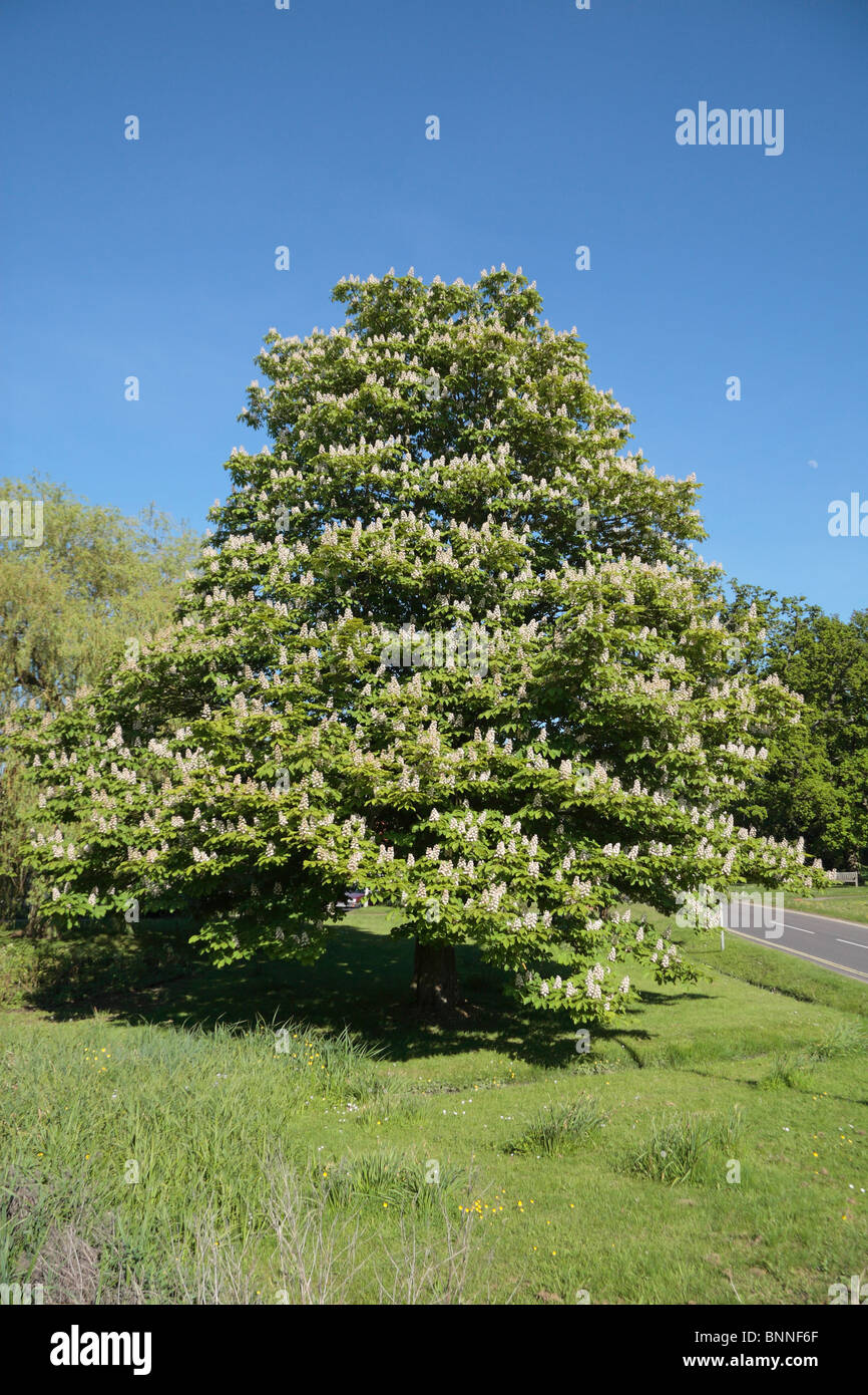 Horse chestnut tree hi-res stock photography and images - Alamy