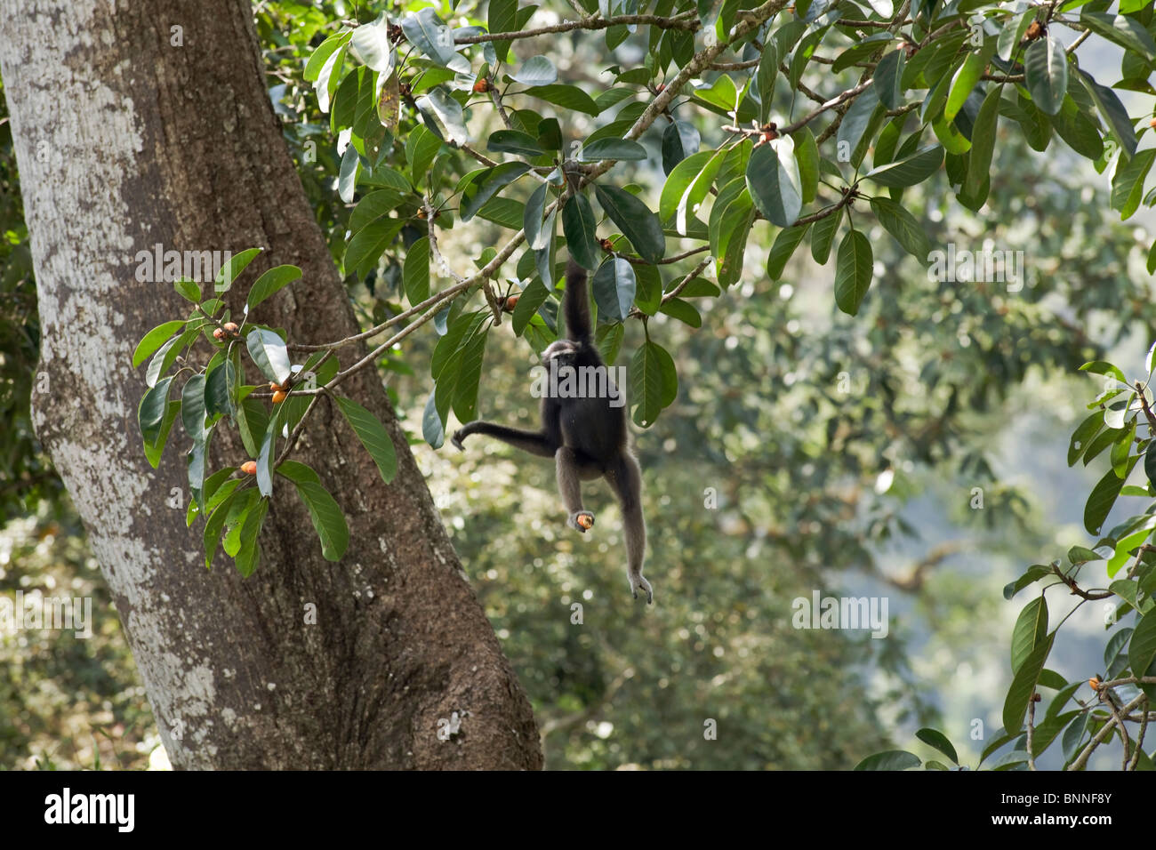 Treetop encounter with a female gibbon spotting our hide Stock Photo
