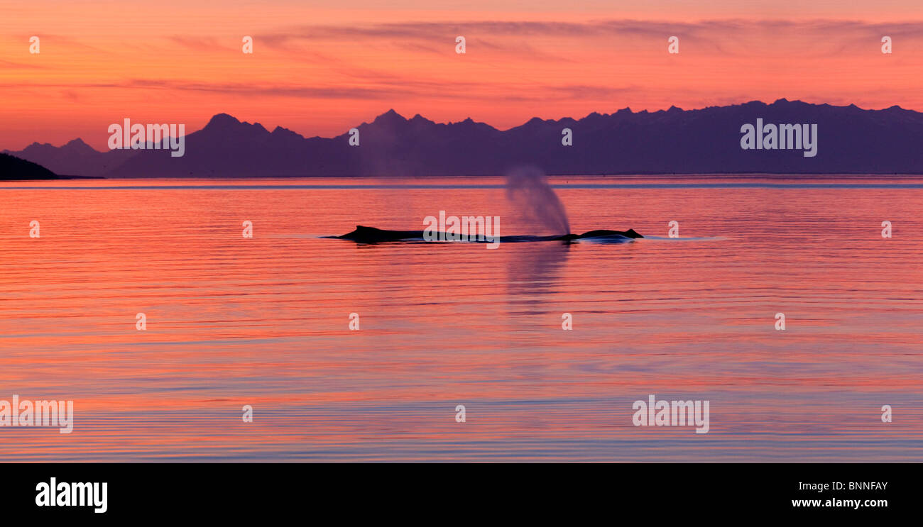 USA; Alaska; Icy Straight; Humpback Whales; Sunset. High Resolution Panorama (composite of two horizontal images) Stock Photo